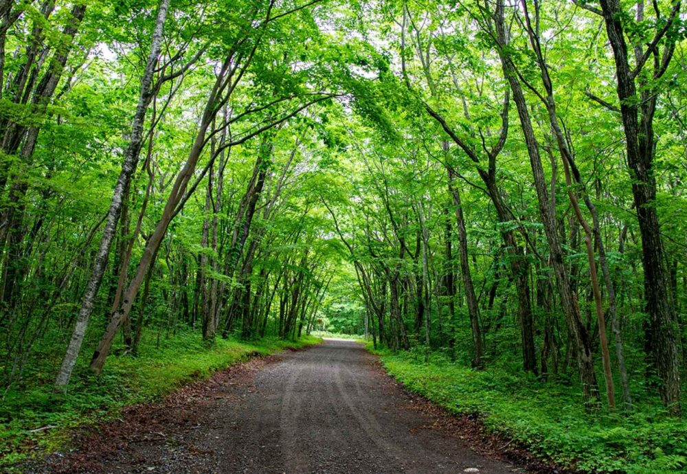 Grusväg genom grön bokskog
