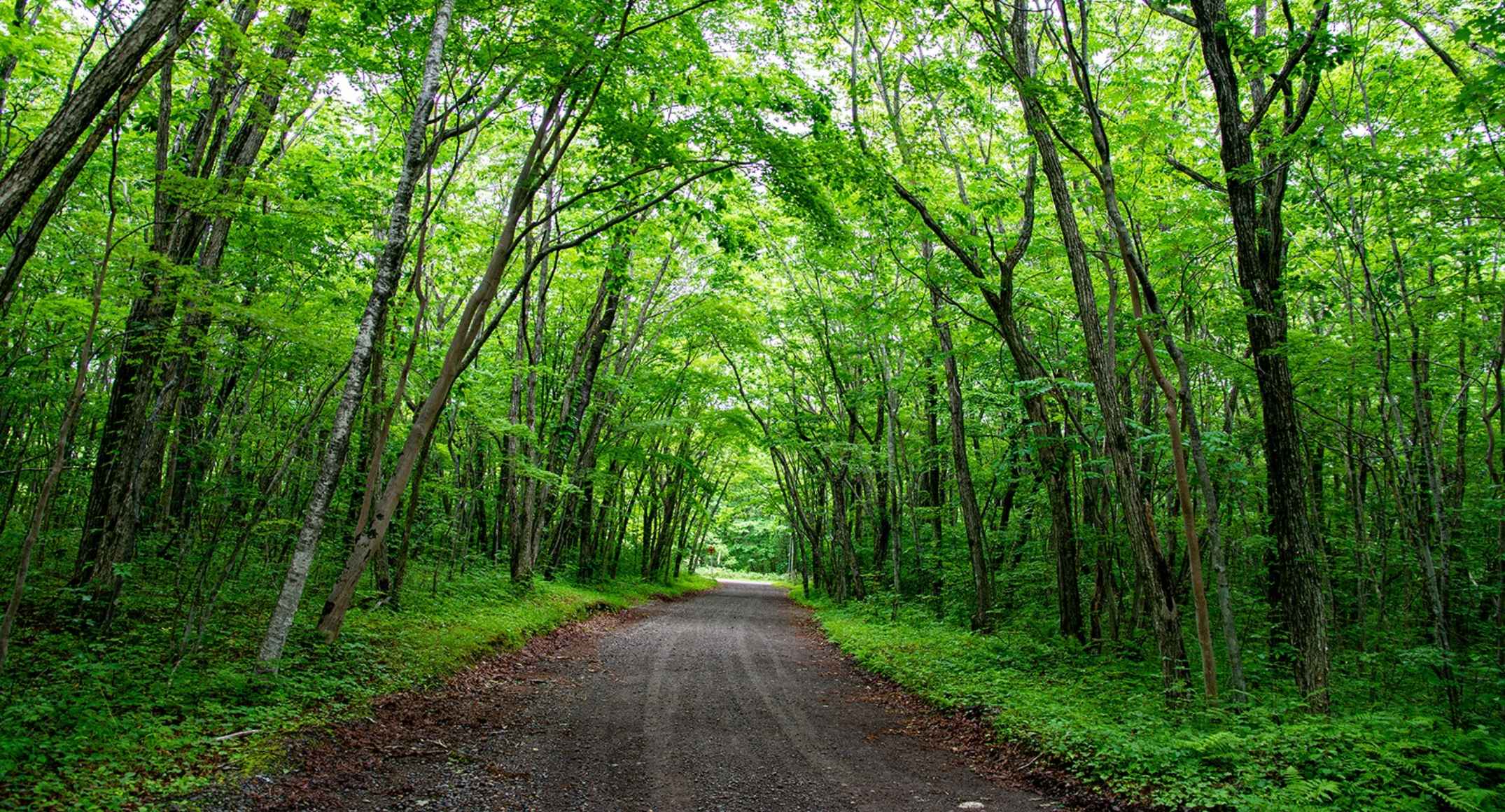Grusväg genom grön bokskog