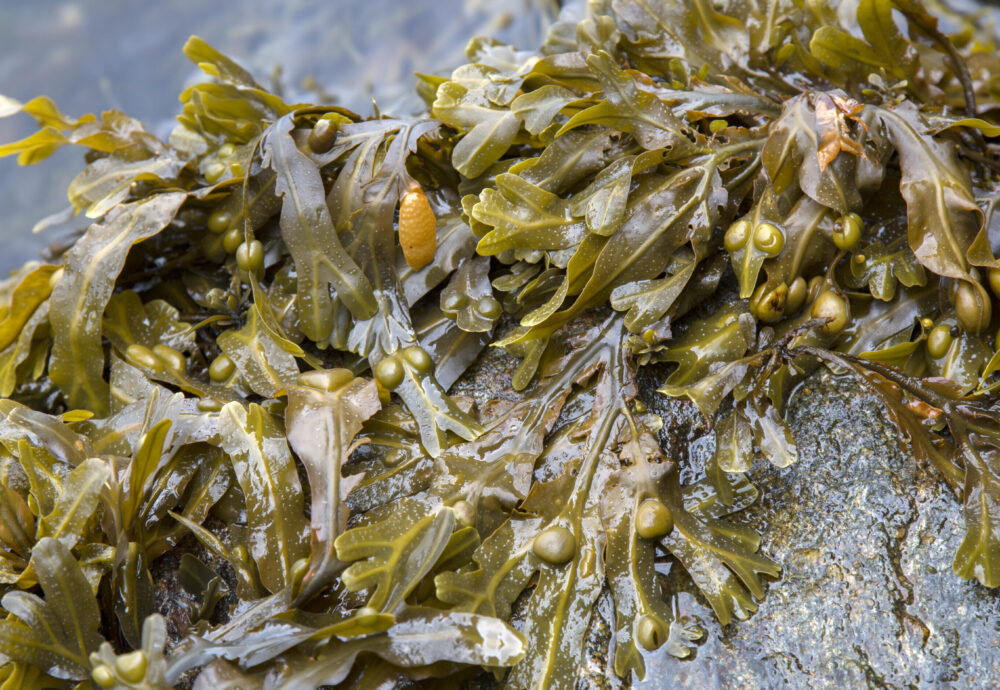 Signaturbild för CONTRA Baltic Beach Wrack (Conversion of a Nuisance to a Resource and Asset)
